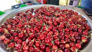 Coğrafi işaretli Demirci kirazında hasat başladı
