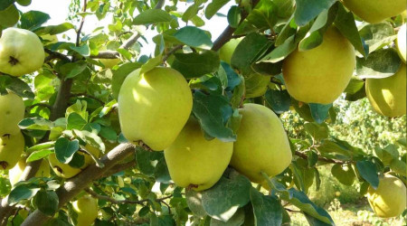 Dalların altın sarısındaki yüksek verim üreticinin yüzünü güldürdü