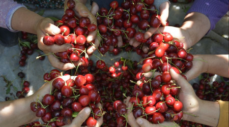 Demirci'nin iri taneli kirazı üreticileri memnun etti