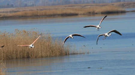 Denizli'deki 3 gölde 33 farklı türden 22 bin kuş tespit edildi