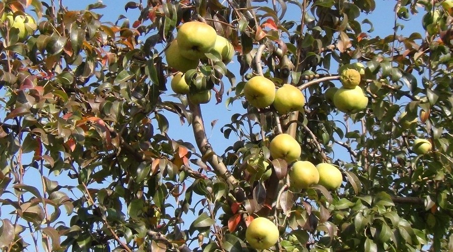 Deveci armudu dal�nda 3 liraya al�c� buluyor