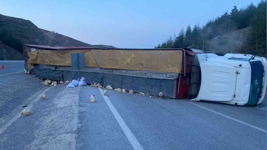 Devrilen t�rda y�zlerce tavuk telef oldu