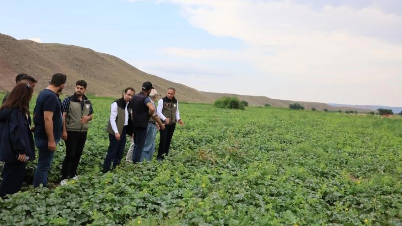 Digor’un tarımsal potansiyeli ve sorunları
