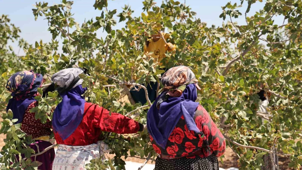 Diyarbak�r f�st���nda hasat