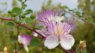 Doğanın gizli mucizesi: Kapari (Gebere otu)