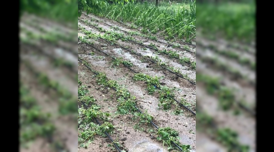 Dolu ya���� ekili alanlara zarar verdi