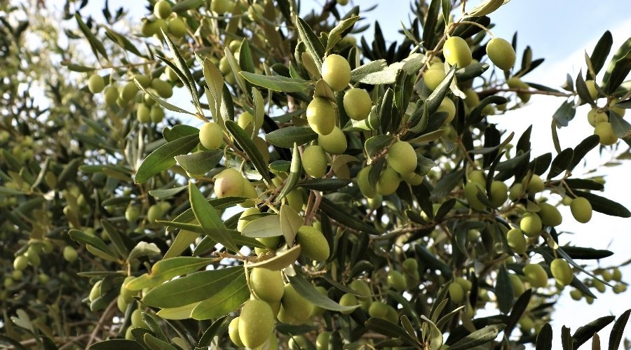 'Domat Zeytin' hasadı başladı