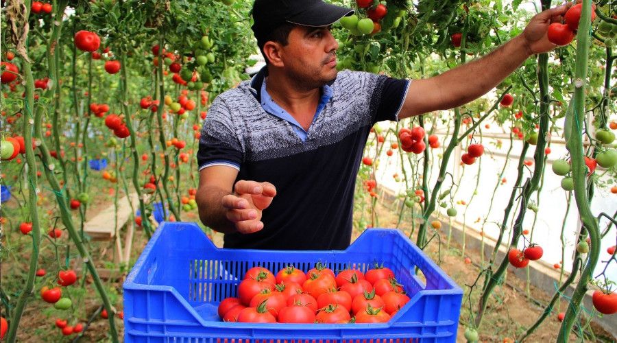 Domates fiyat endeksinde beklenmeyen artış