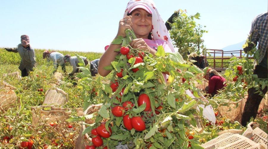 Domates fiyatlarının yükselmesi bekleniyor