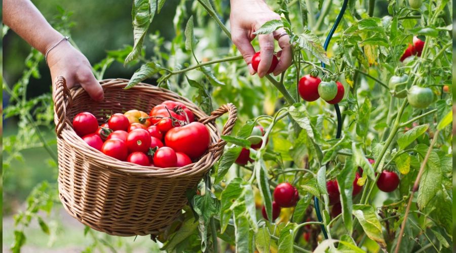 Domates ve mamulleri ihracat�nda hedef 650 milyon dolar