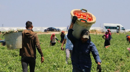 Domates verim ve fiyatıyla yüz güldürüyor
