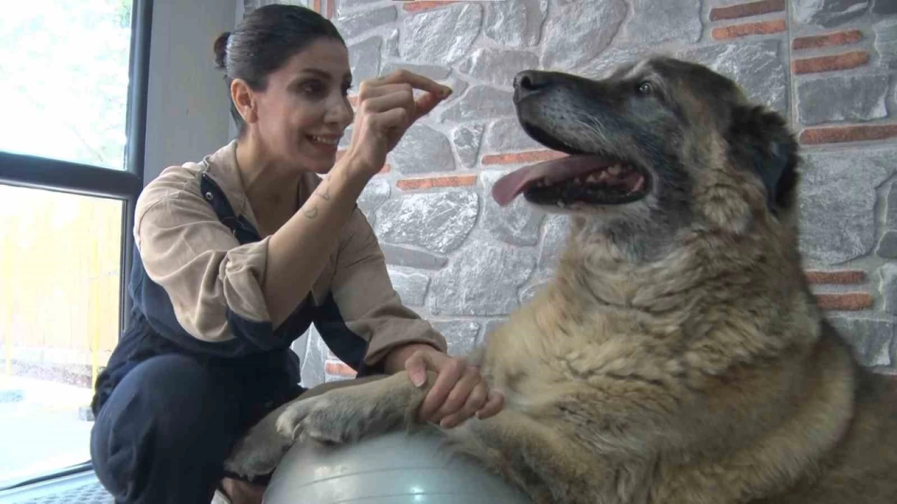 Duman isimli obez köpek spor ve pilates ile zayıflatılıyor
