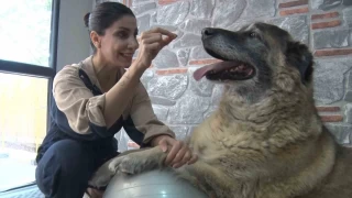 Duman isimli obez köpek spor ve pilates ile zayıflatılıyor