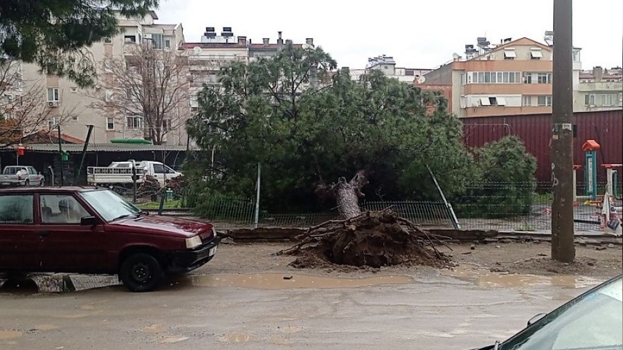 Edremit'te ya�mur �am a�ac�n� devirdi