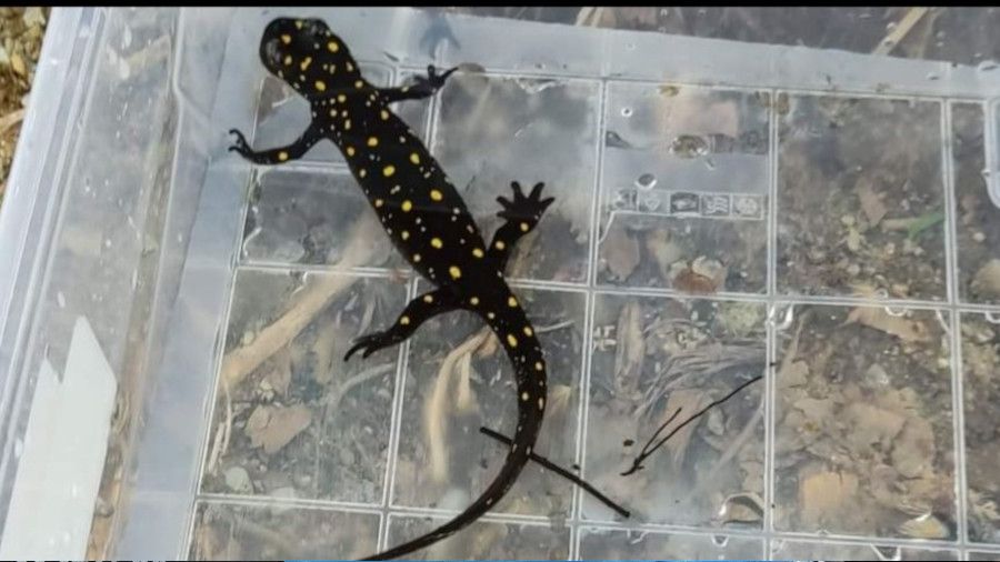 Elazığ'da benekli semender izleme çalışması yapıldı