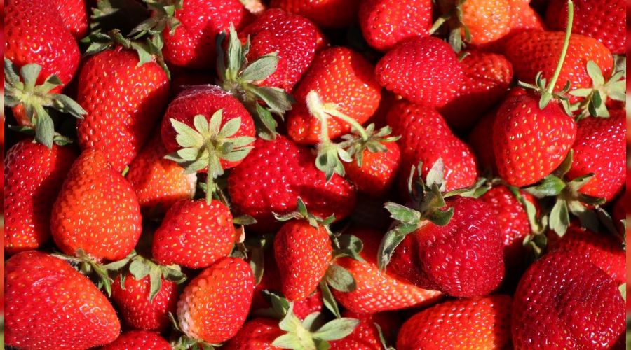 Elaz��'da �ilek zaman�, kasa kasa sat�l�yor