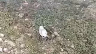 Elaz'da mart lmlerinin nedeni ortaya kt: NDV tespit edildi