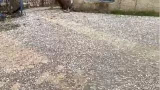 Elazığ'da misket büyüklüğünde dolu yağdı