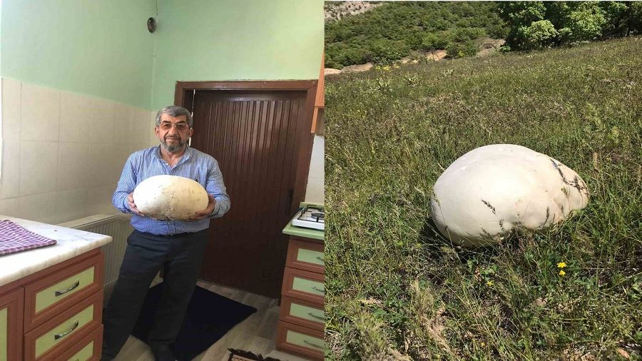 Elaz��l� k�yl�ler 4 kiloluk mantar buldu