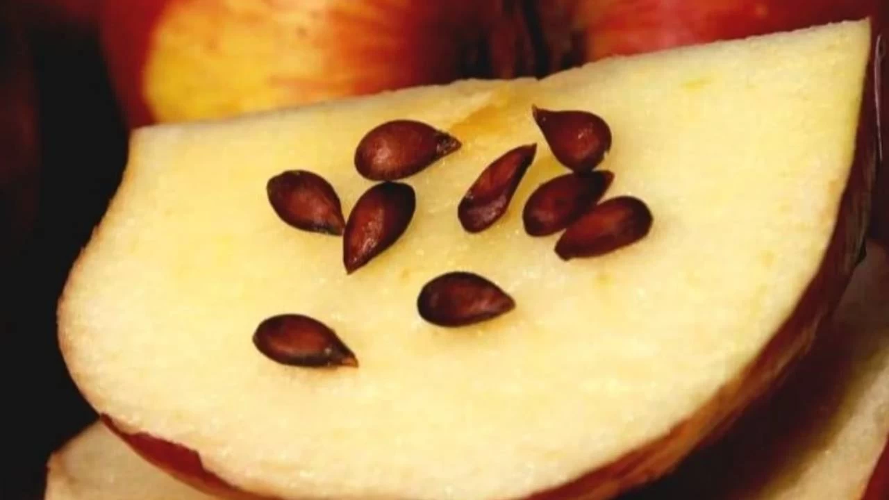 Elma çekirdeğinin mucizeleri