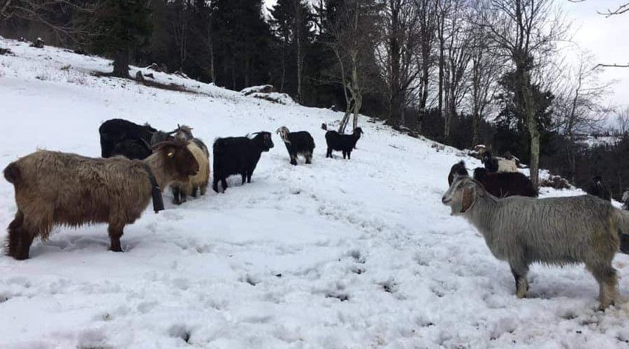 Emet'te 9 köye küçükbaş hayvan giriş çıkışı yasaklandı