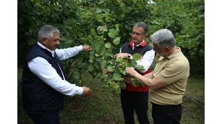 En deerli tarm rnnde rekolte tespit almas balad