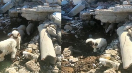 Enkaz altında kalan 9 kuzu 11 gün sonra kurtarıldı