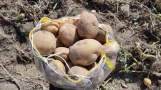 Erci'te patates hasad balad