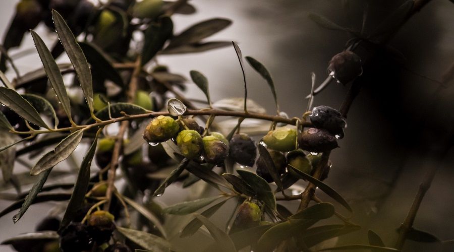 Erdekli zeytin �reticisi dertlerine derman istiyor