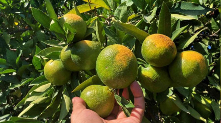 Erkenci mandalinada hasat başladı