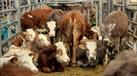 Erzurum'da, Avrupa'nın en büyük canlı hayvan pazarı kapatıldı
