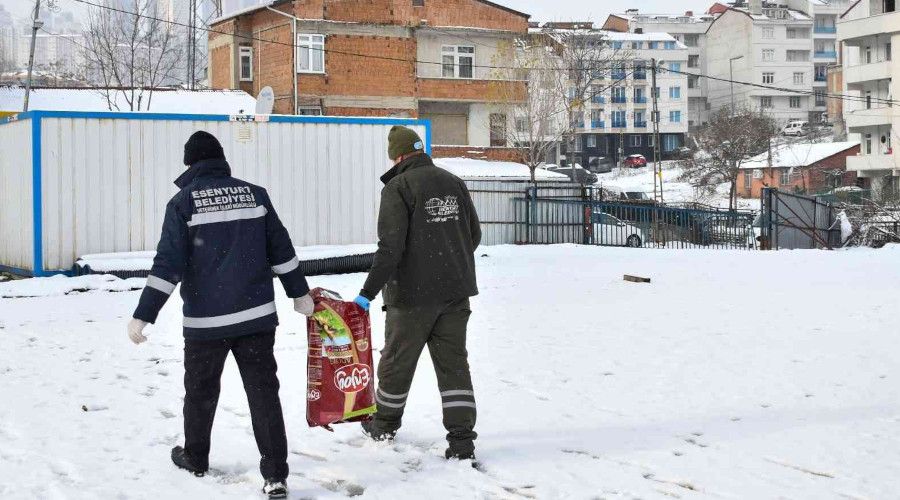 Esenyurt'ta sokak hayvanlar� i�in mama ve su takviyesi