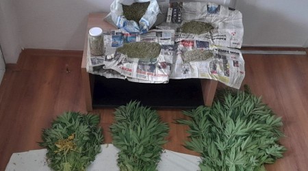 Evin bahesinde 110 kk kenevir yetitirdiler