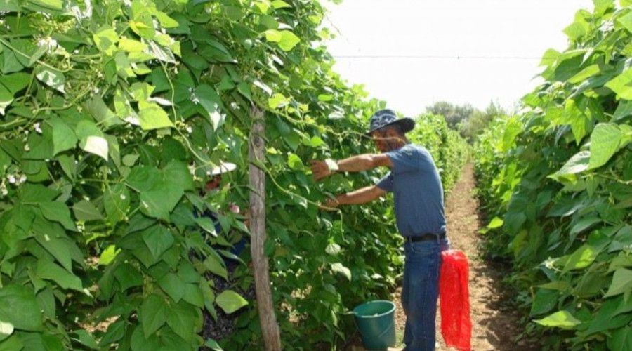 Fasulye fiyatları çiftçinin yüzünü güldürdü