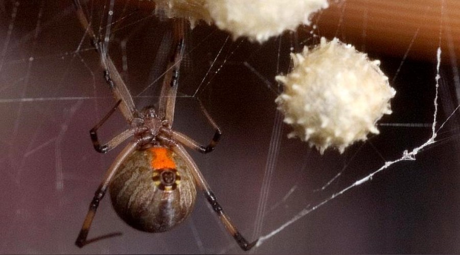 Felaket �st�ne felaket