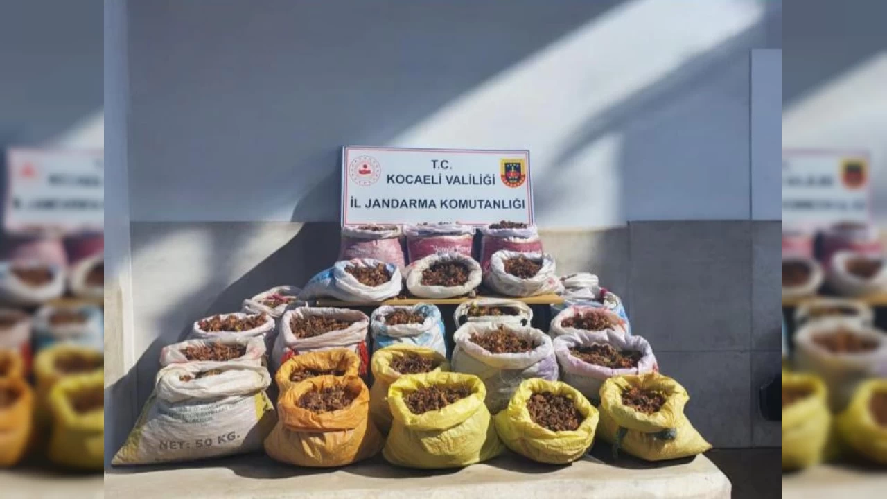 Fındık hırsızları kıskıvrak yakalandı