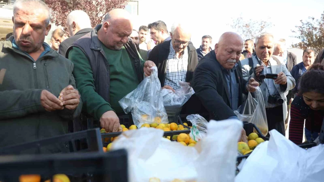 Fiyat 2 TL'ye dnce tonlarca mandalinay cretsiz dattlar