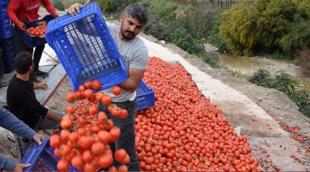 Fiyatı düşen domates elde kaldı