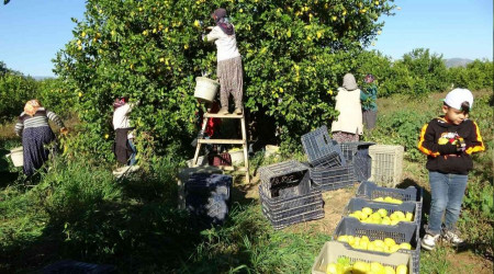 Fiyatı üreticiyi sevindirdi, Çukurova'da limon hasadı