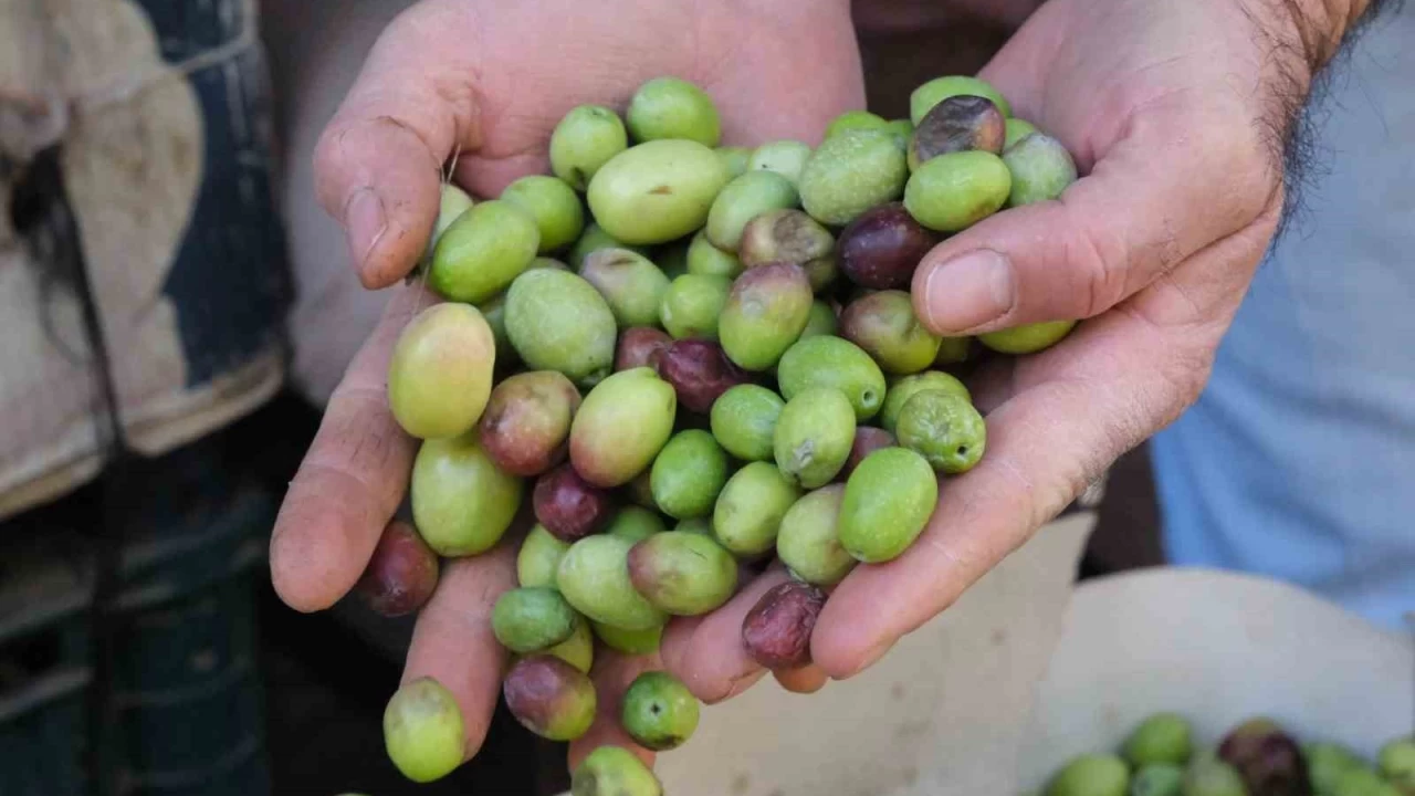 Gaziantep'te yeil zeytin fiyatlar sabit kald