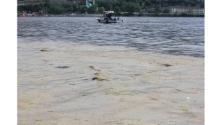 Gemlik Sahilleri'nde tehlikeli grnt...Msilaj balk yumurtalarn ldryor