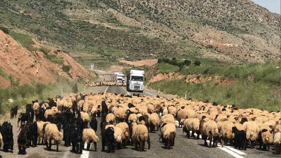 G��erlerin yayla yolculu�u ba�lad�