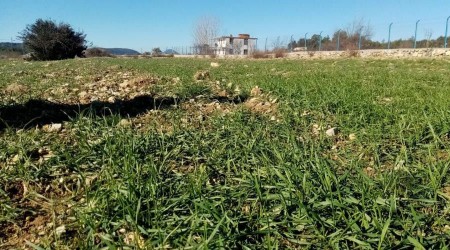 Gündoğmuş’ta çiftçiye dağıtılan ata tohumları çimlendi