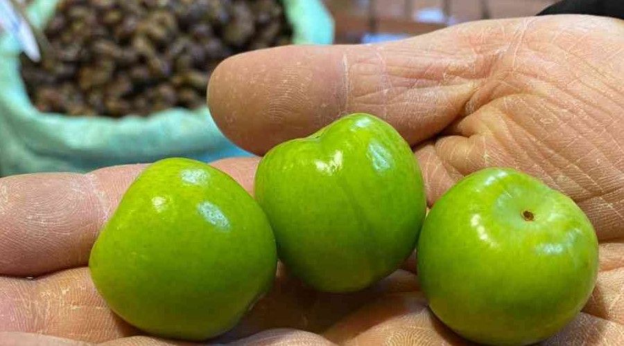 Hamile bayanların ilgi odağı erik 40 TL'den satışa çıktı