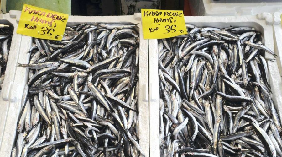 Hamsinin fiyatı düşmüyor, lüferde bolluk var
