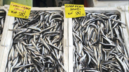 Hamsinin fiyatı düşmüyor, lüferde bolluk var