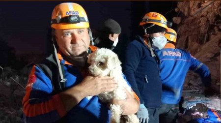 Hatay'da 25 gn sonra bir kpek enkaz altndan sa kurtarld
