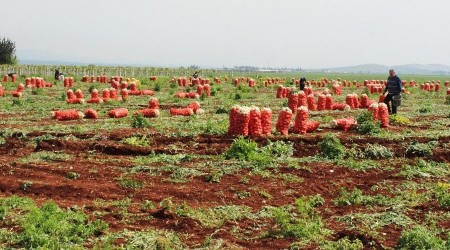 Hatay'da desteklenecek 13 ürün belli oldu