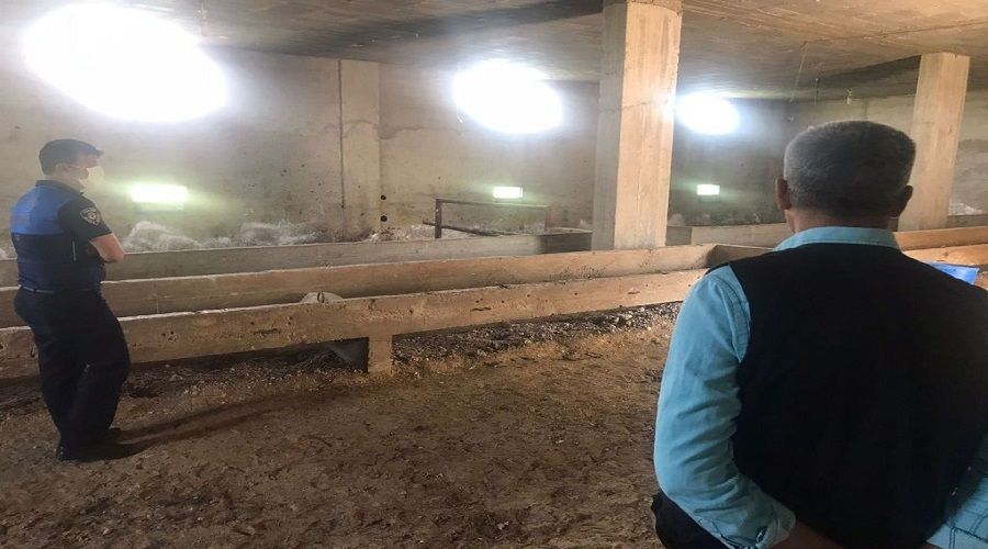 Hatay'da kaybolan atlar Adana'da aran�yor