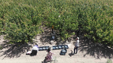 Hatay'da kayısı hasadı başladı